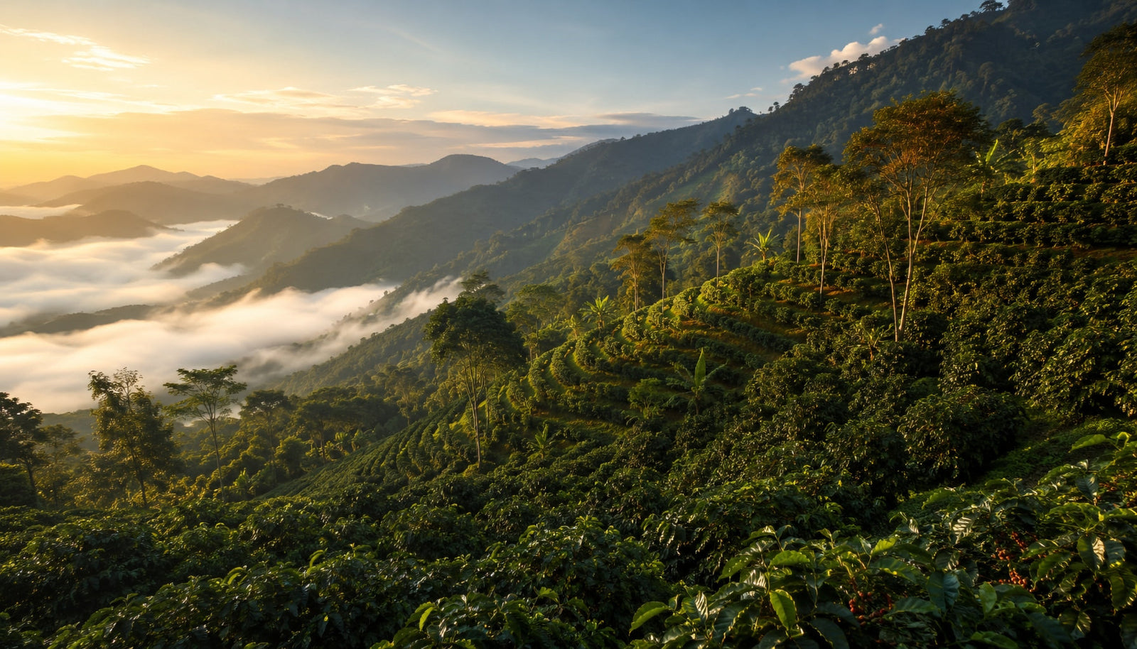 Terraced coffee farms climbing a tropical mountain with morning mist in the valley below