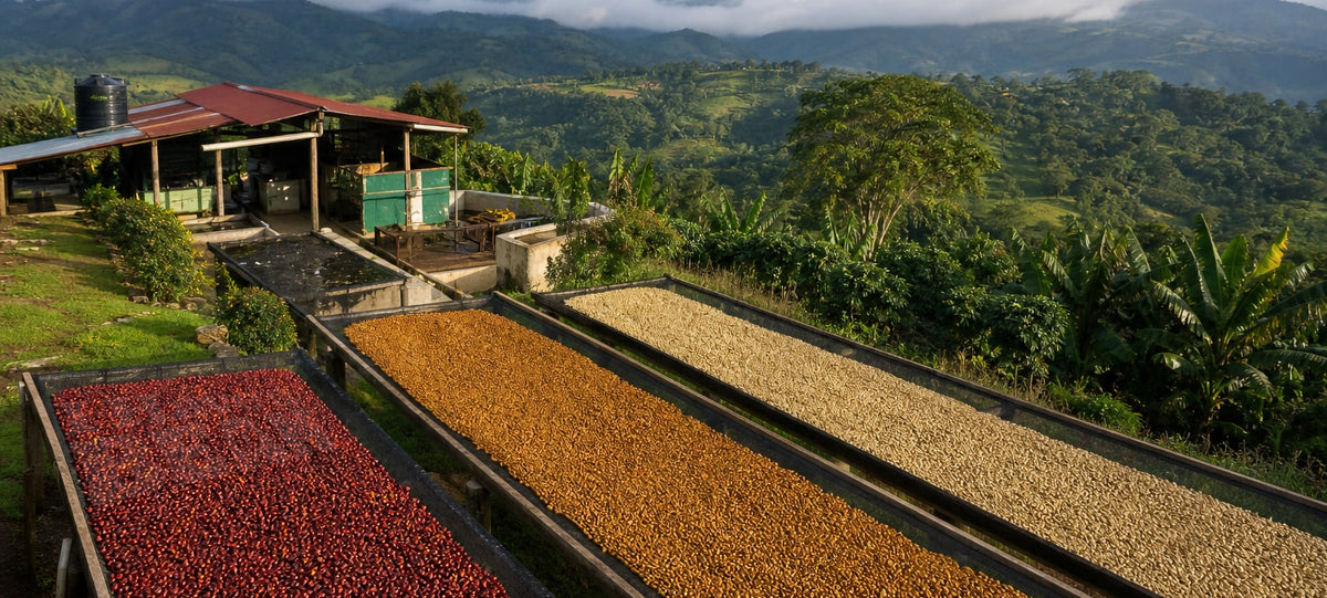 Coffee drying on raised beds at a micromill, red cherry for natural process beside honey and washed parchment, with the mill building and hills behind
