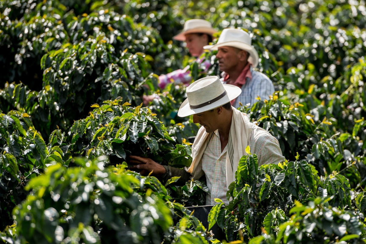 Three coffee pickers out in the middle of a row of coffee bushes, picking coffee cherry.