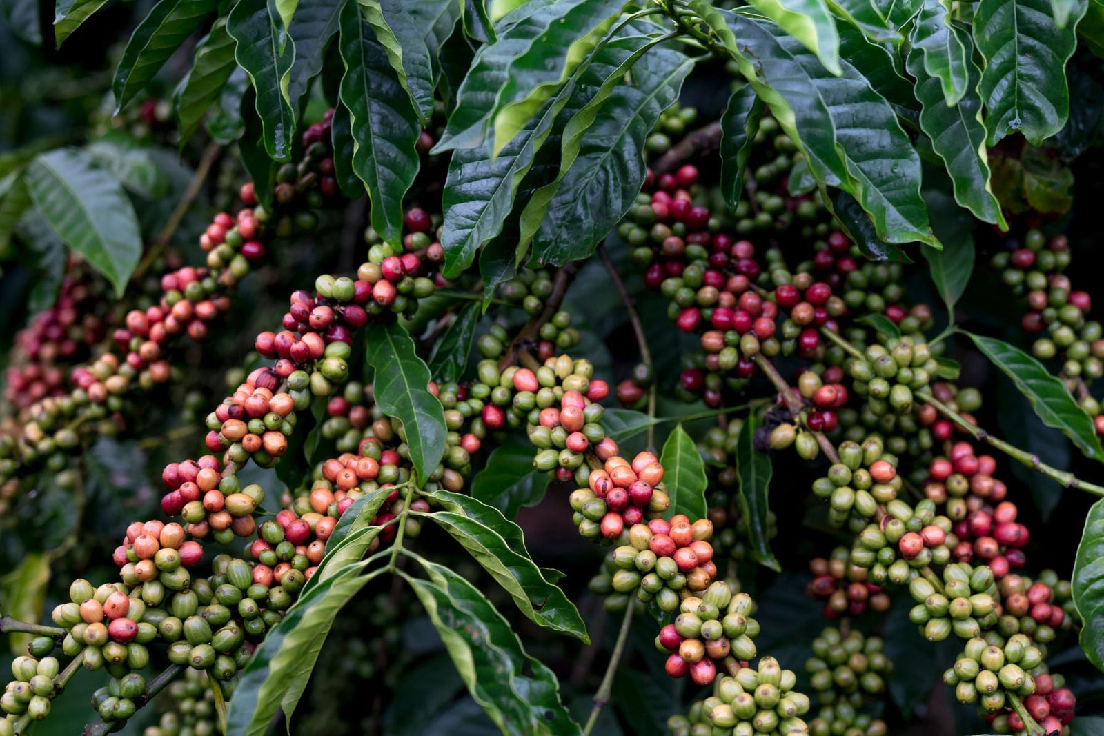 Climate Change and Coffee