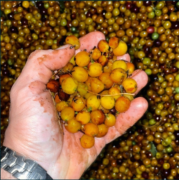Yellow Bourbon Coffee Cherry