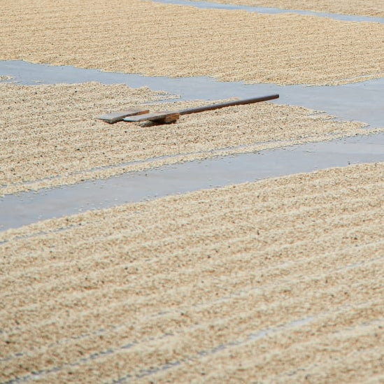 Coffee in parchment drying on a patio in Chiapas