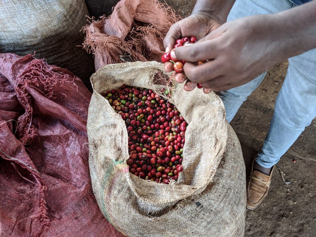 Hand sorting coffee cherry at the mill