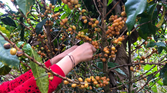 Colombia Cauca Argelia Women Producers 