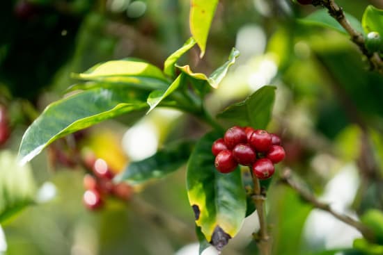 Ripe Coffee Cherry ready for harvest in Peru