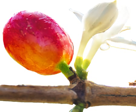 A coffee cherry