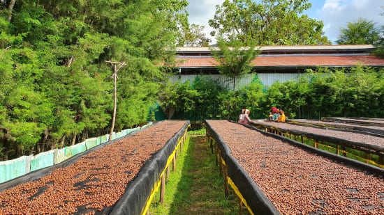 Ethiopia Yirgacheffe Idido Grade 1 Washed