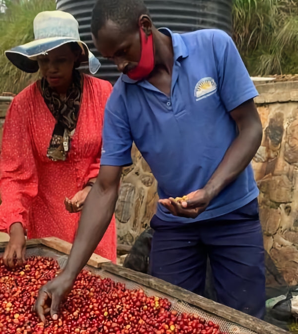 Jacquie and Patrick inspecting coffee cherries at a sorting table