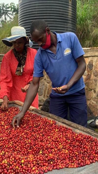 Sorting Coffee Cherry in Rwanda
