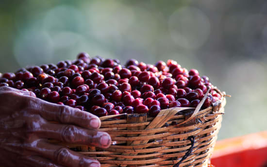 Just-picked fresh coffee cherry