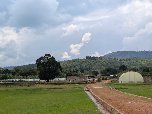 Uganda - Mt Elgon - Reserve - Washed