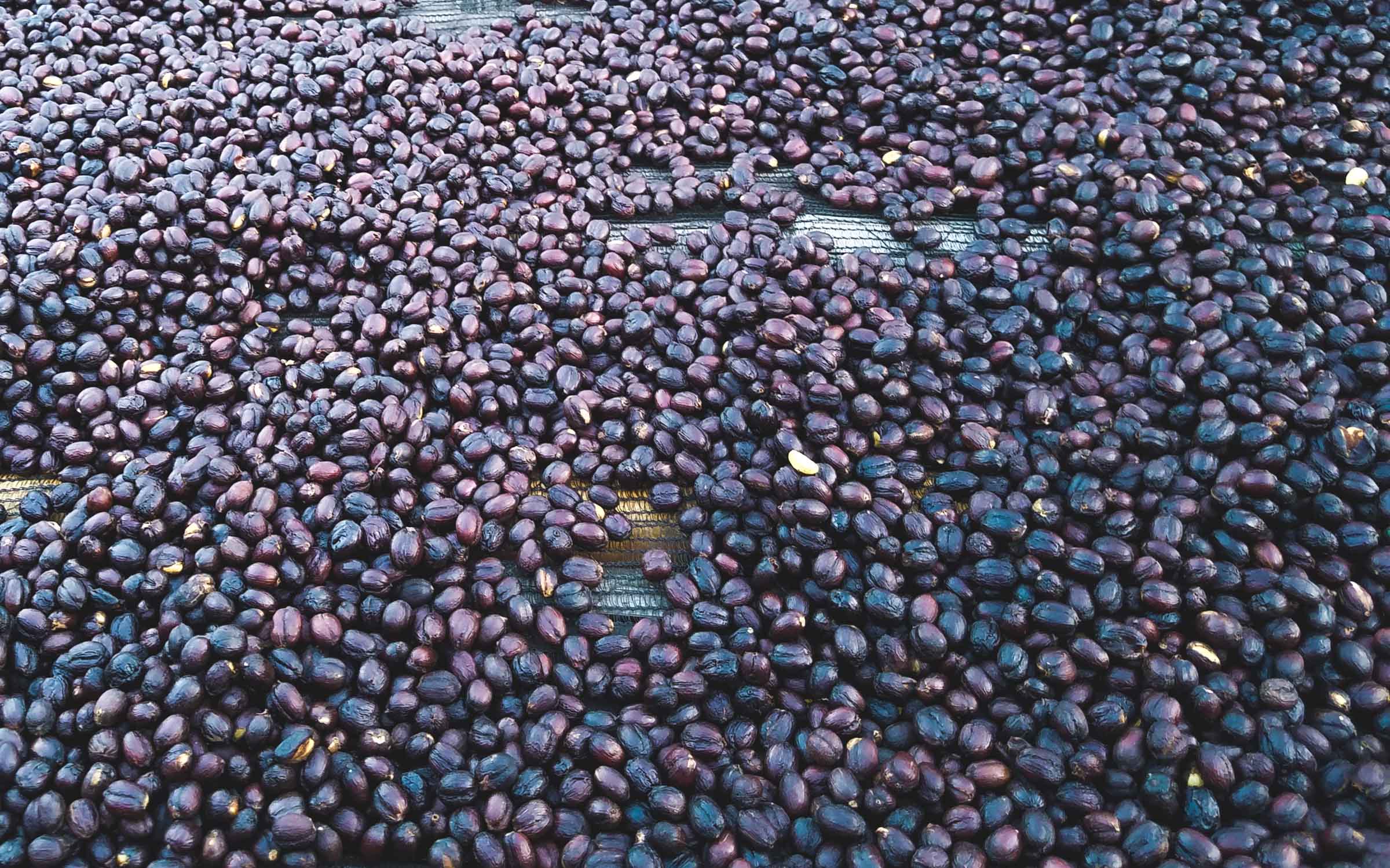 Ripe Ethiopian Purple Coffee Cherry on a drying bed